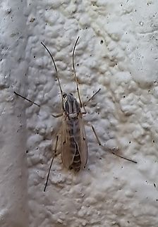 Chironomus plumosus  Buzzer Midge,Chironomidae,Chironomus,Chironomus plumosus,Diptera,Fall,Geotagged,United States,buzzer midge