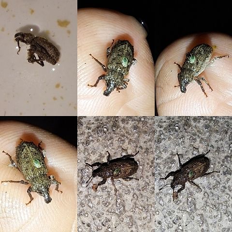 Aphid hitchhiking on drowning weevil No Wikipedia info to ID species.
https://bugguide.net/node/view/625002 Aphididae,California coast weevil,Coleoptera,Dyslobus,Dyslobus&nbsp;tumidus,Geotagged,Hemiptera,United States,Weevils