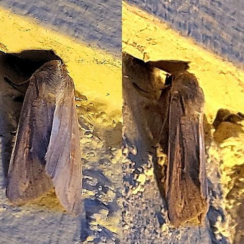 Mythimna unipuncta  Armyworm moth,Geotagged,Lepidoptera,Mythimna unipuncta,Noctuidae,Owlet moths,United States,White-speck Moth,White-speck moth,moth