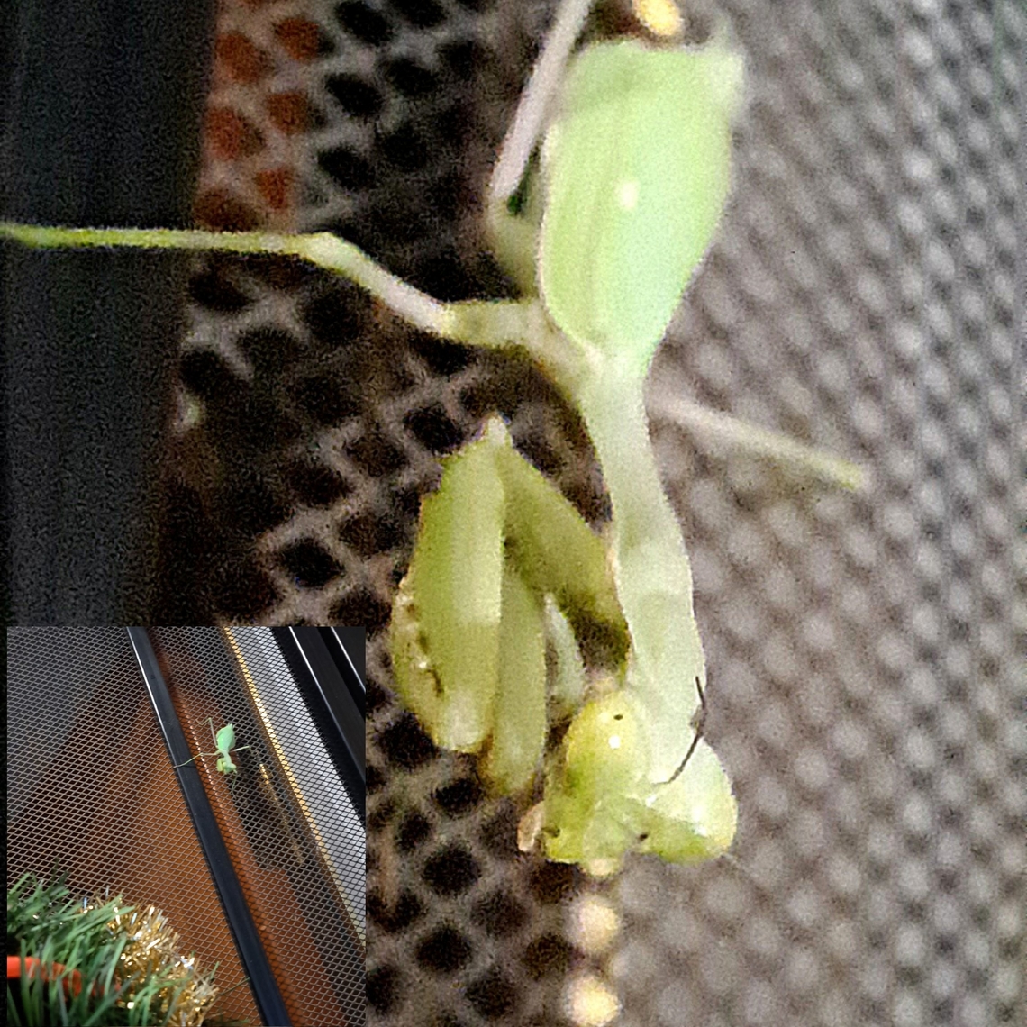 Christmas ornament  California Praying Mantis,California mantis,Geotagged,Mantidae,Stagmomantis,Stagmomantis californica,United States