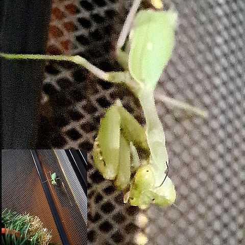Christmas ornament  California Praying Mantis,California mantis,Geotagged,Mantidae,Stagmomantis,Stagmomantis californica,United States