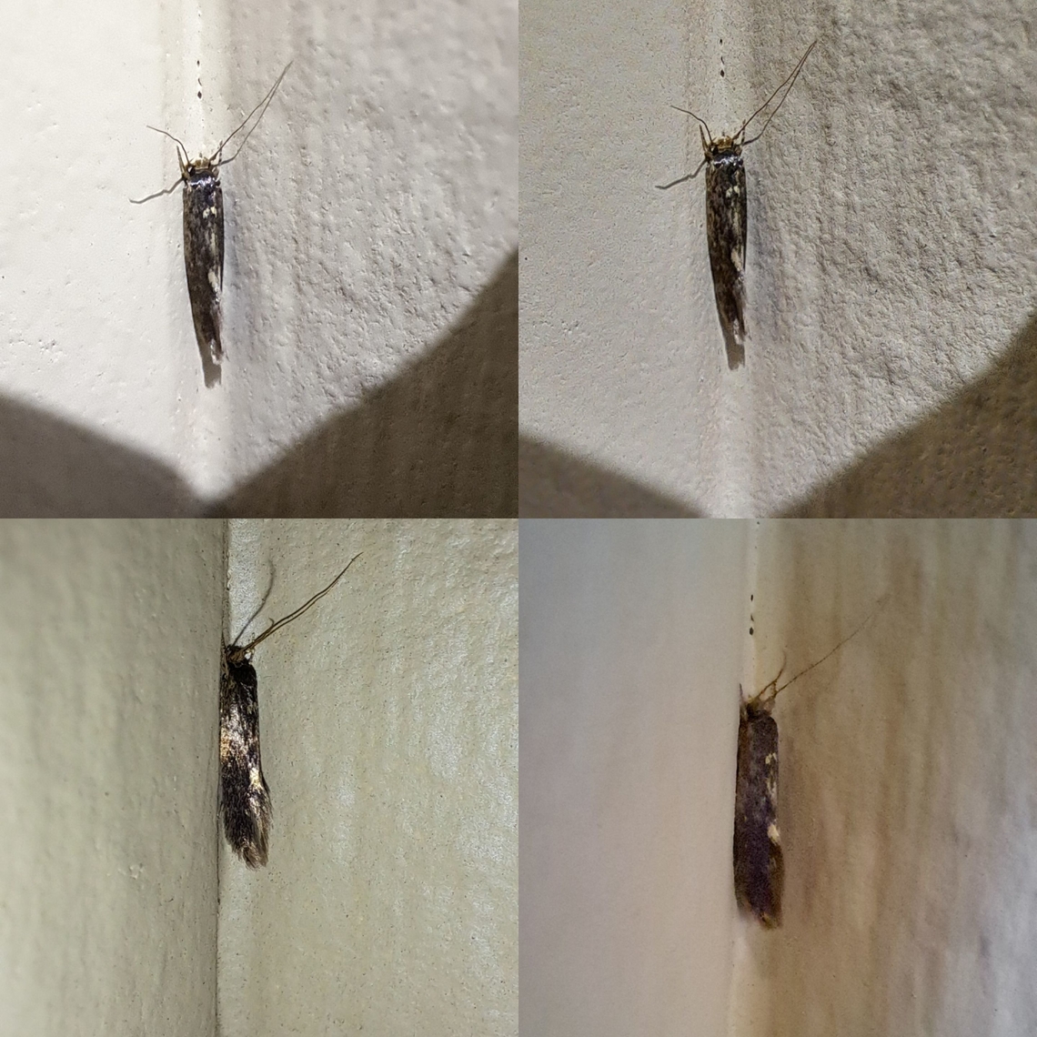 Shiny moth Not sure if this is the white shoulder moth. Google lens kept giving me that information.  Geotagged,Lepidoptera,United States,moth