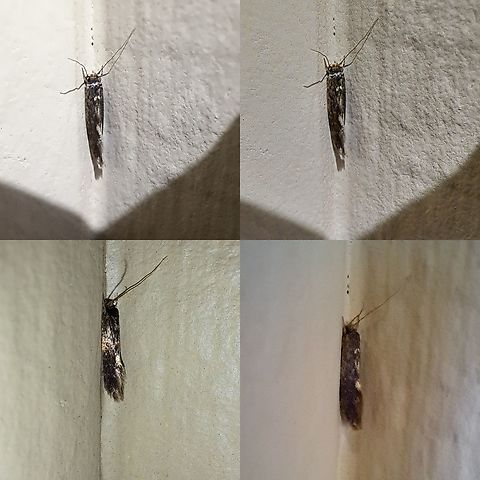 Shiny moth Not sure if this is the white shoulder moth. Google lens kept giving me that information.  Geotagged,Lepidoptera,United States,moth