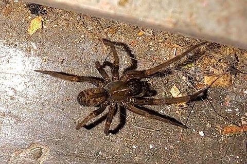 Found while working  Araneae,Desidae,Fall,Geotagged,Metaltella simoni,South American Toothed Hacklemesh Weaver,United States,hacklemesh Weaver,male