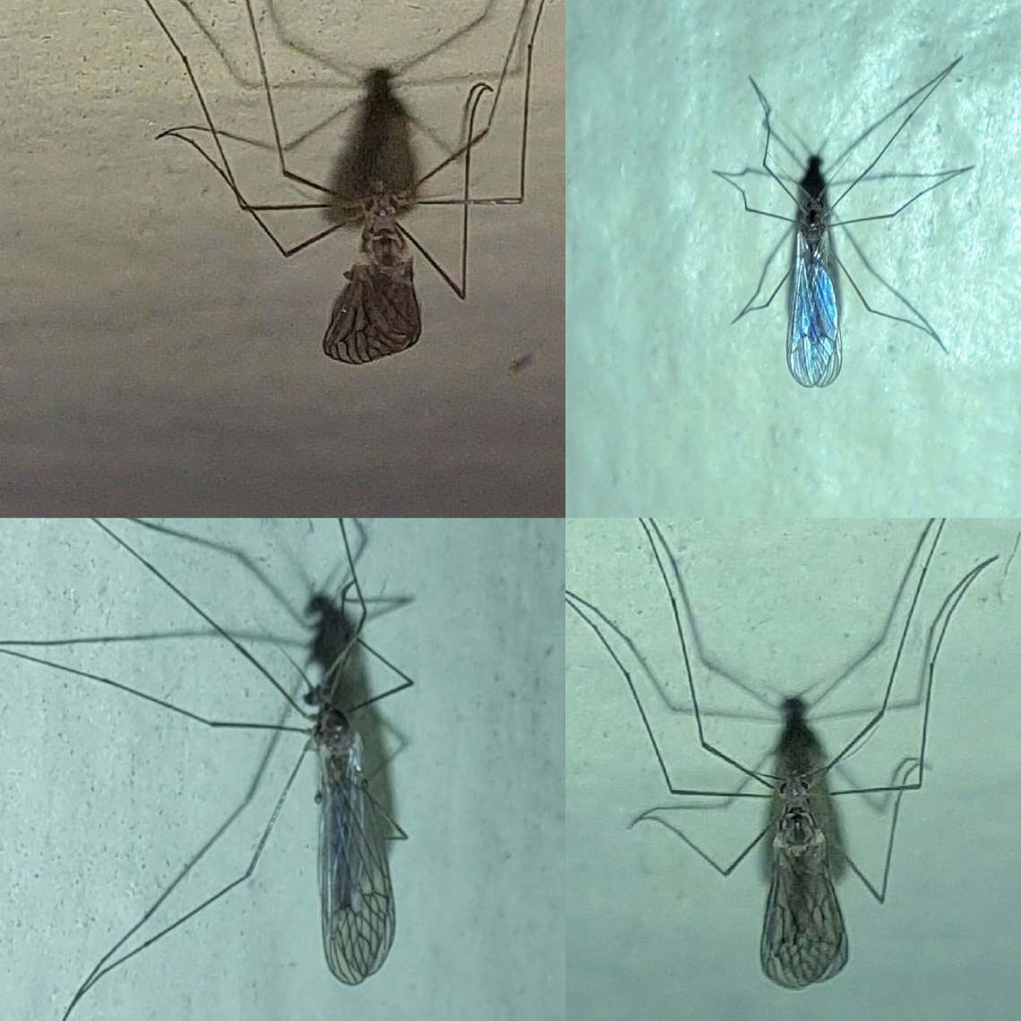 winter gnat  Diptera,Geotagged,Trichocera annulata,United States,Winter Gnat,winter gnat