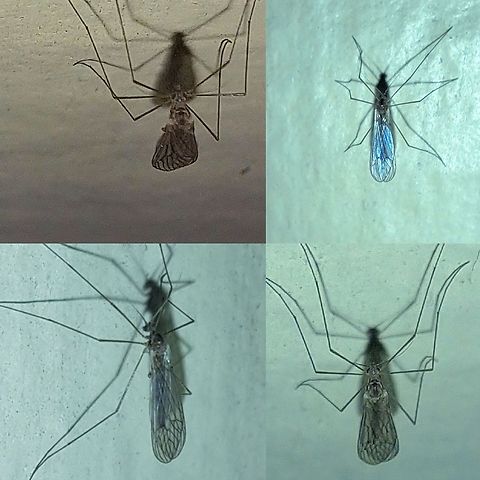 winter gnat  Diptera,Geotagged,Trichocera annulata,United States,Winter Gnat,winter gnat