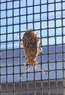 Looking in my bedroom They seem to come in many colors  Fall,Geotagged,Hemiptera,Niesthrea,Niesthrea louisianica,Rhopalidae,United States,scentless plant bug