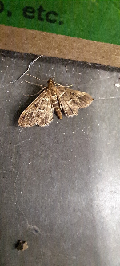 Duponchelia fovealis  Crambidae,Duponchelia,Duponchelia fovealis,Fall,Geotagged,United States,european pepper moth