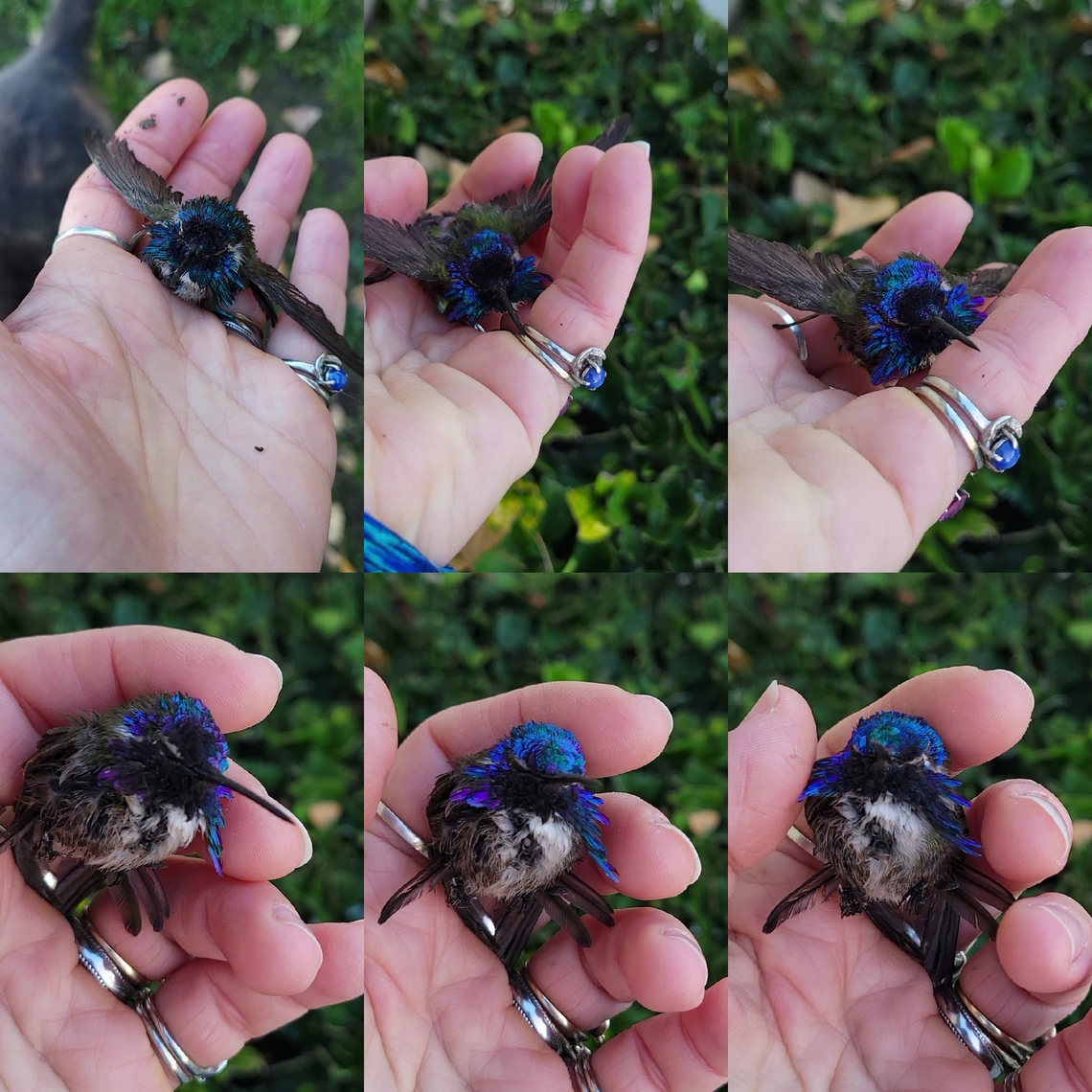 Calypte costae I always assumed that the Anna's hummingbird was the only one in the area. I'm not not sure if had purple to begin with since the neighbor's cat tried to eat it alive. <br />
She's in the background.  I thought she was playing with mud at first. <br />
Also, I thought they belonged to southern California. Apodiformes,Aves,Calypte,Calypte costae,Costa's hummingbird,Costas hummingbird,Geotagged,Trochilidae,United States,male