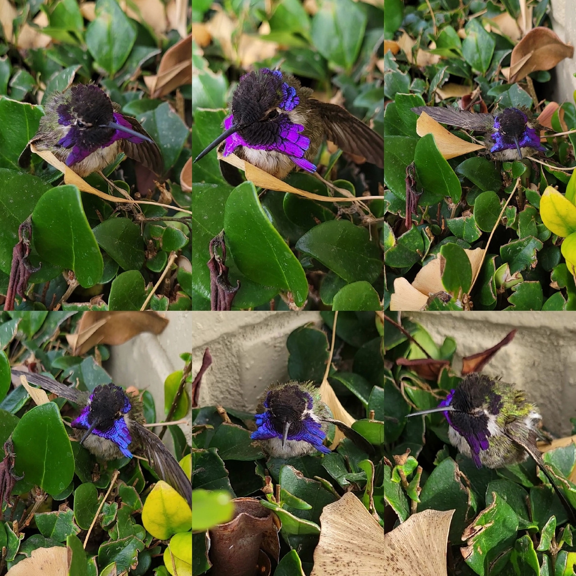Like a tanzanite stone I kept it in the house for a while until it started flying in the room. He got taken outside.  Got a few more videos. Then he flew from my hand into the nearby tree.<br />
The stone reference is how his plumage changes color based on a cloudy morning to a sunny afternoon.  Alexandrite does the same. Apodiformes,Aves,Calypte,Calypte costae,Costa's hummingbird,Costas hummingbird,Geotagged,Male,Trochilidae,United States