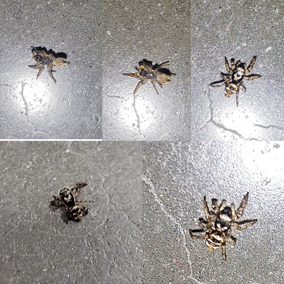 Zebra spider I wondered what the store cat was trying to eat. Yes,a store cat. Like my neighbor&#039;s cat wasn&#039;t drama enough. I kind of pushed her to see what it was. I managed to get pictures of the tiny guy before she ate it. She doesn&#039;t like all bugs. She&#039;ll eat crane flies but not pincher bugs. Not sure about cockroaches. Geotagged,Jumping Spider,Salticus scenicus,United States,Zebra spider,arachnid,male,spider,zebra spider