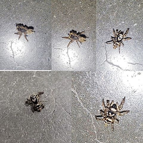 Zebra spider I wondered what the store cat was trying to eat. Yes,a store cat. Like my neighbor's cat wasn't drama enough. I kind of pushed her to see what it was. I managed to get pictures of the tiny guy before she ate it. She doesn't like all bugs. She'll eat crane flies but not pincher bugs. Not sure about cockroaches. Geotagged,Jumping Spider,Salticus scenicus,United States,Zebra spider,arachnid,male,spider,zebra spider