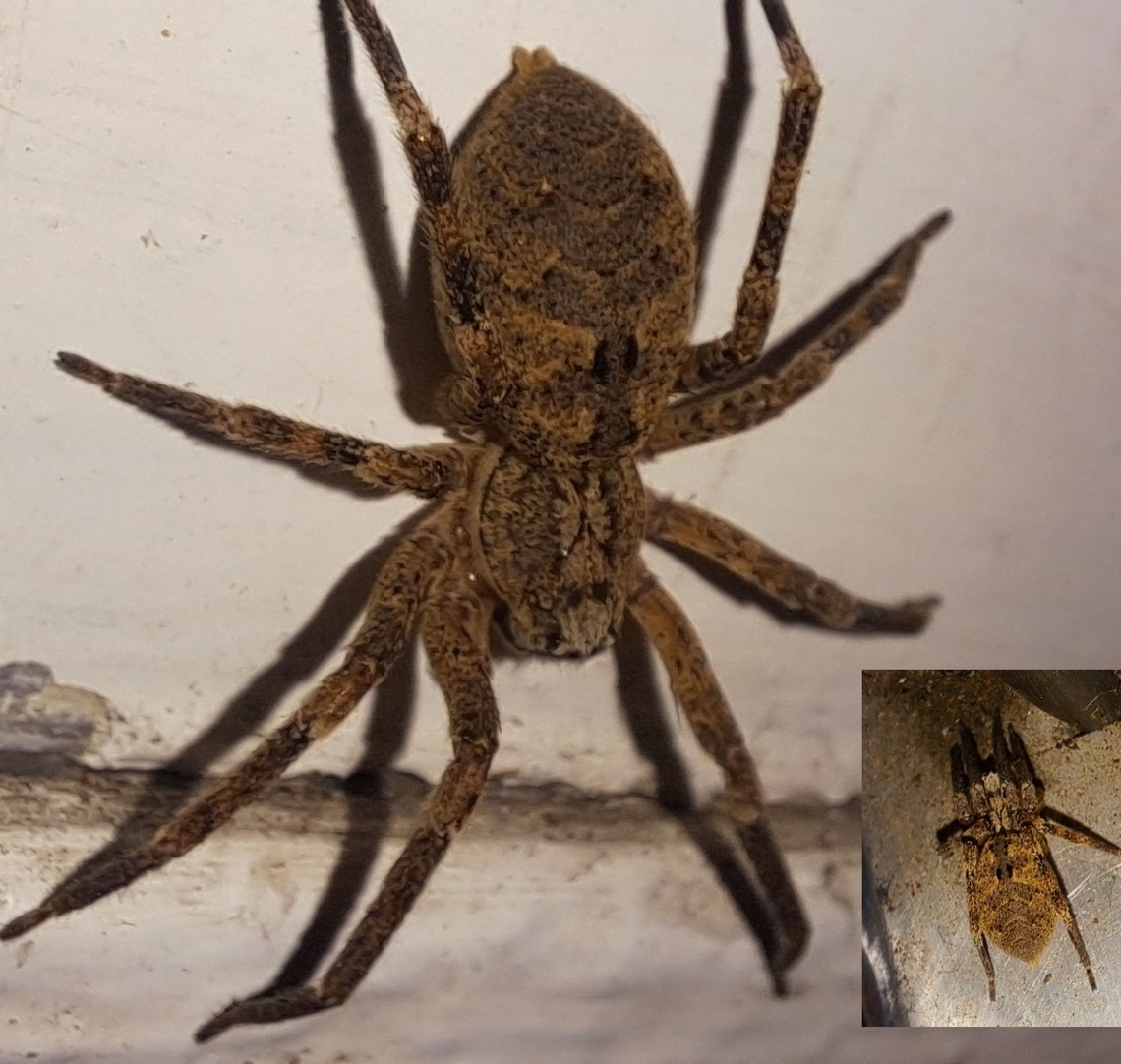 Hiding from the rain  Geotagged,Mediterranean Spiny False Wolf Spider,United States,Zoropsidae,Zoropsis,Zoropsis spinimana,female