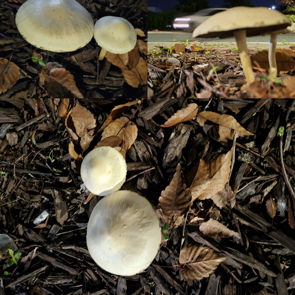 Leratiomyces percevalii  Agaricales,Agaricomycetes,Basidiomycota,Geotagged,Leratiomyces,Leratiomyces percevalii,Strophariaceae,United States