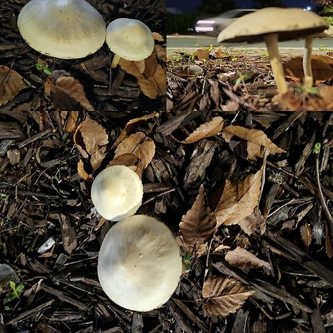 Leratiomyces percevalii  Agaricales,Agaricomycetes,Basidiomycota,Geotagged,Leratiomyces,Leratiomyces percevalii,Strophariaceae,United States