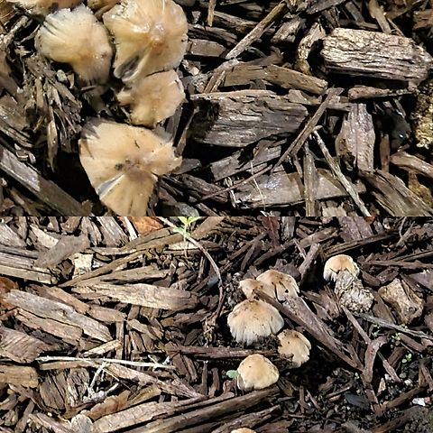 Mica cap  Agaricales,Agaricomycetes,Basidiomycota,Coprinellus,Geotagged,Mica cap,Psathyrellaceae,United States