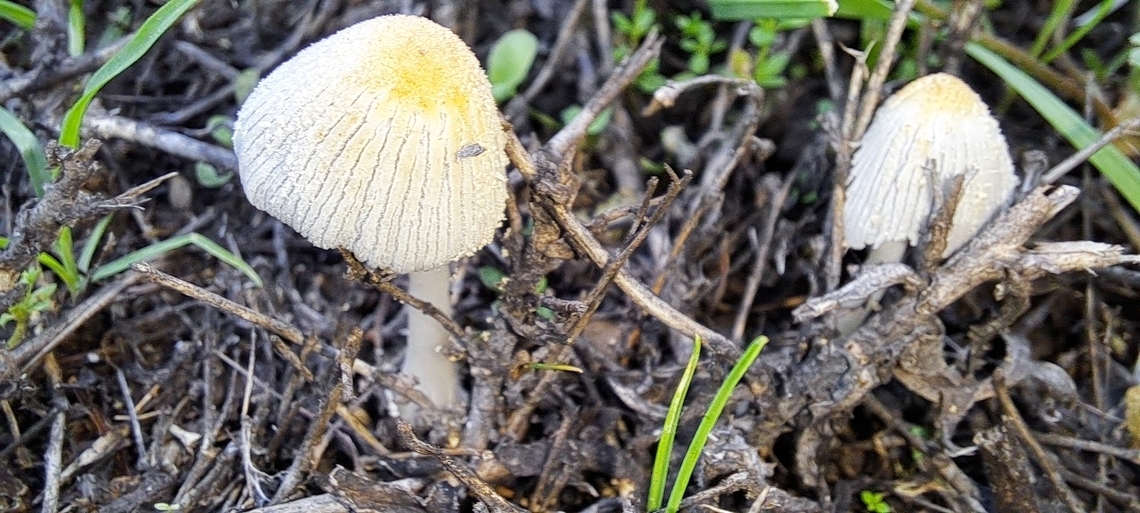 Flocculose inkcap  Agaricales,Agaricomycetes,Basidiomycota,Coprinellus flocculosus,Flocculose inkcap,Geotagged,Psathyrellaceae,United States,Winter