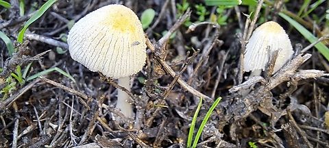 Flocculose inkcap  Agaricales,Agaricomycetes,Basidiomycota,Coprinellus flocculosus,Flocculose inkcap,Geotagged,Psathyrellaceae,United States,Winter