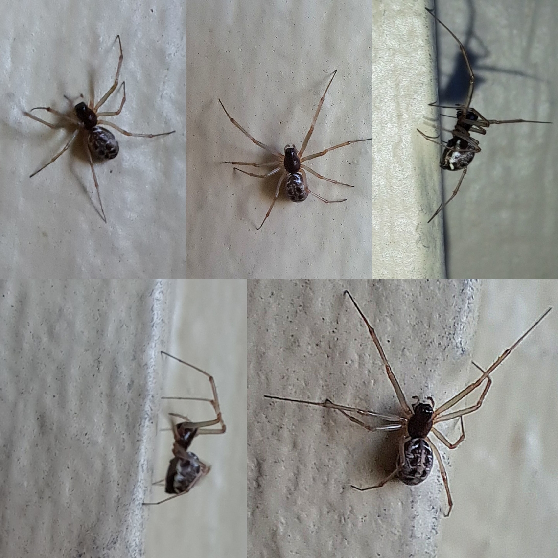 Neriene Looks like a ribcage on her back. Geotagged,Linyphiidae,Neriene,United States,female,spider