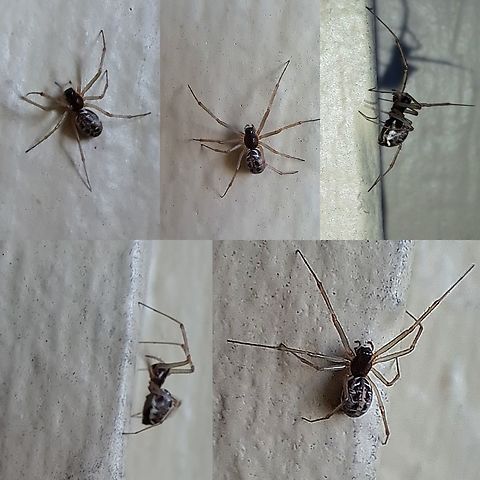 Neriene Looks like a ribcage on her back. Geotagged,Linyphiidae,Neriene,United States,female,spider