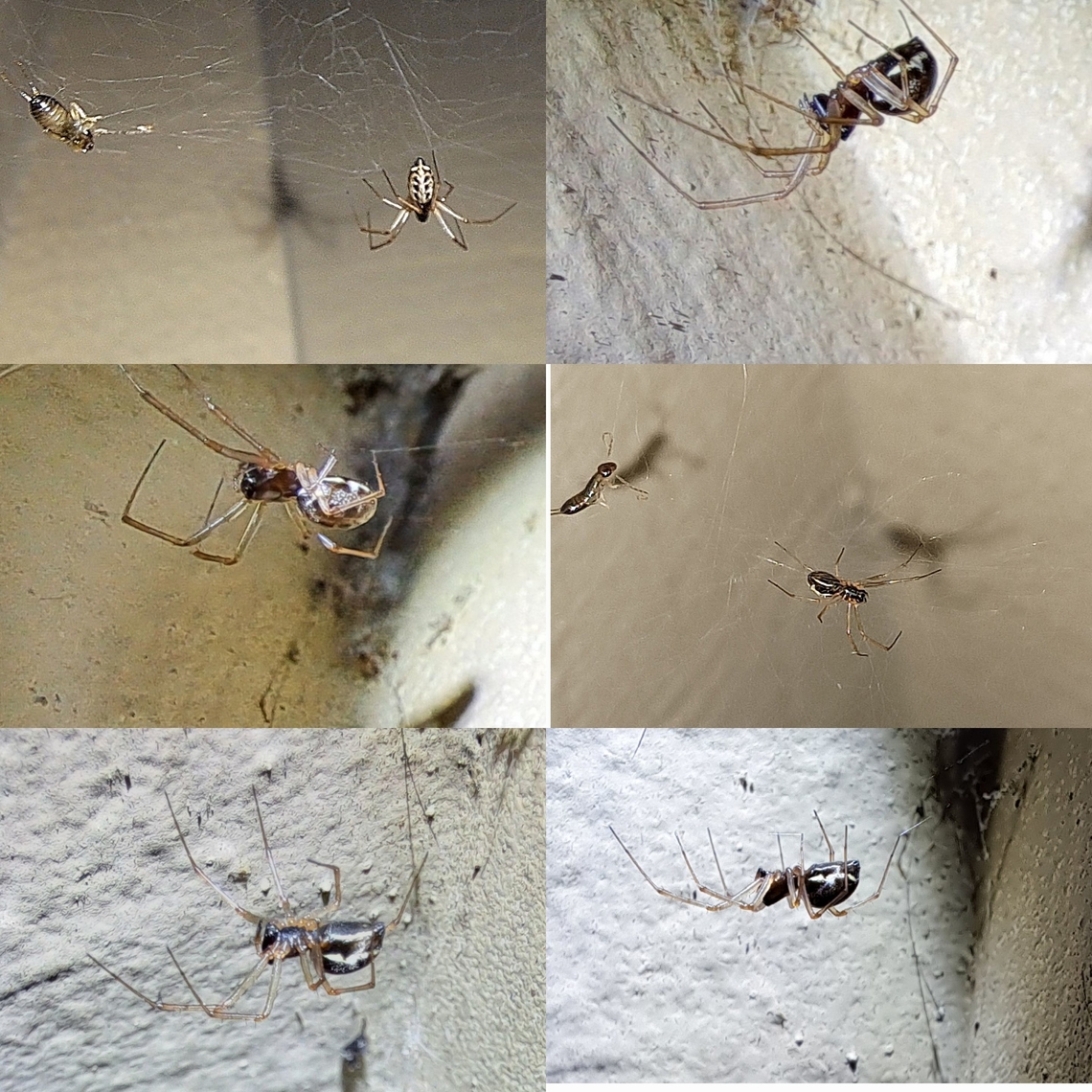 Spider with ribcage Maybe a Neriene. Arachnida,Araneae,Geotagged,Neriene,United States,spider