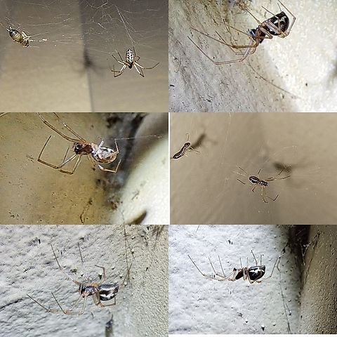 Spider with ribcage Maybe a Neriene. Arachnida,Araneae,Geotagged,Neriene,United States,spider