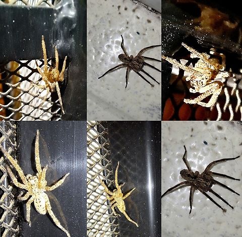 Mediterranean Spiny False Wolf Spider  Araneae,Araneomorphae,Geotagged,Mediterranean Spiny False Wolf Spider,United States,Zoropsidae,Zoropsis spinimana,male