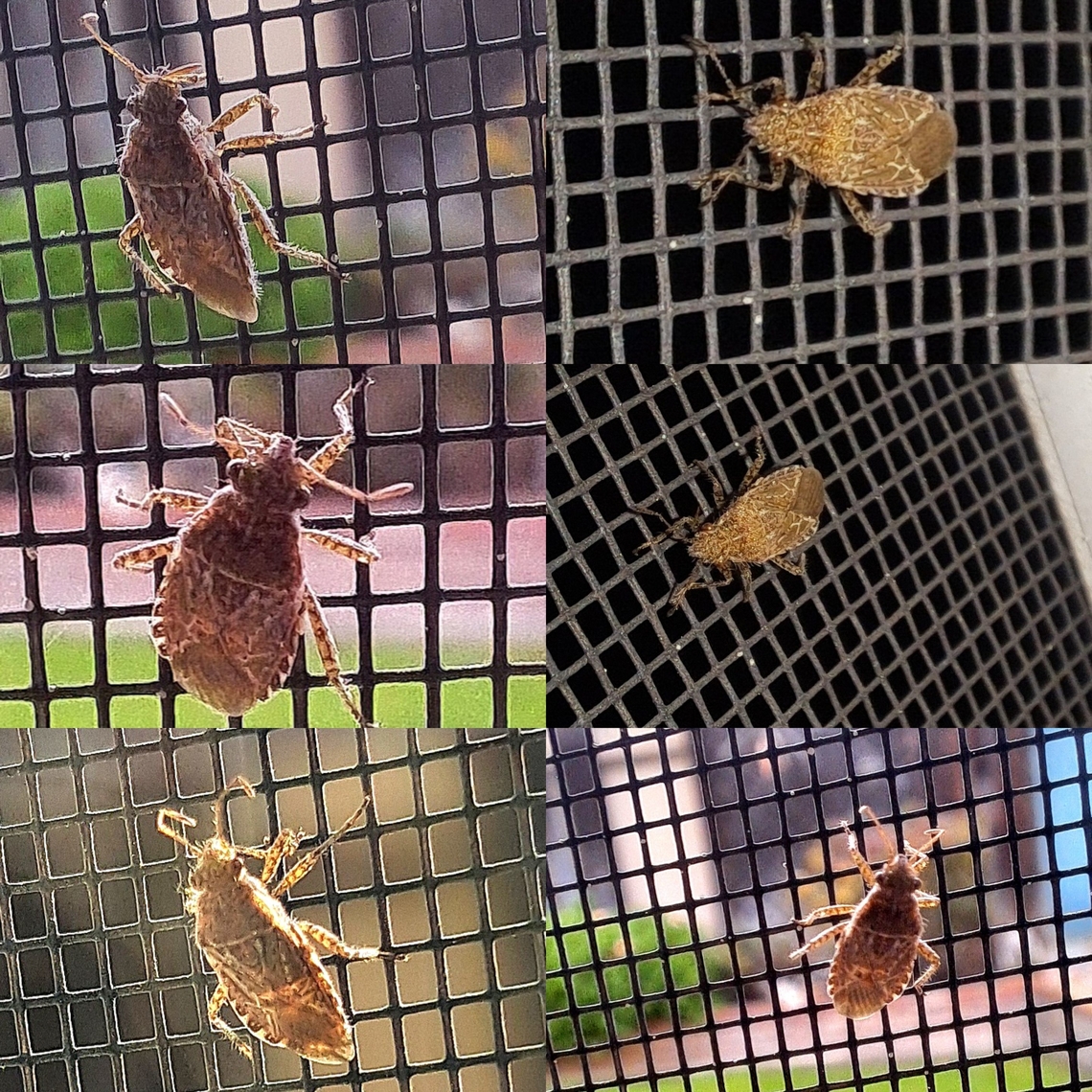 Niesthrea louisianica  Geotagged,Hemiptera,Niesthrea louisianica,Rhopalidae,United States,scentless plant bug