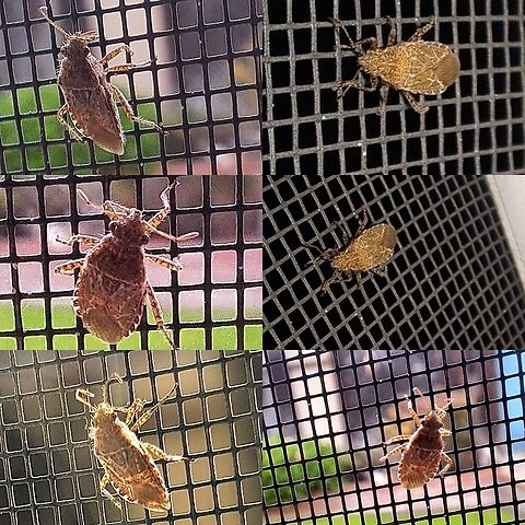 Hibiscus Scentless Plant Bug