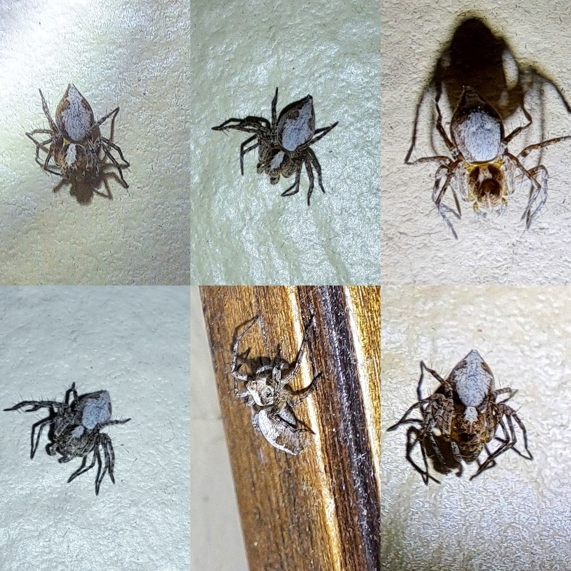 western lynx spider  Geotagged,Oxyopes scalaris,Oxyopidae,United States,Western lynx spider,female,spider,western lynx spider