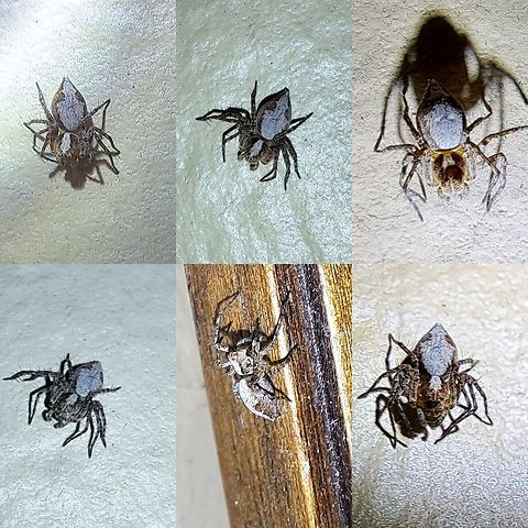 western lynx spider  Geotagged,Oxyopes scalaris,Oxyopidae,United States,Western lynx spider,female,spider,western lynx spider