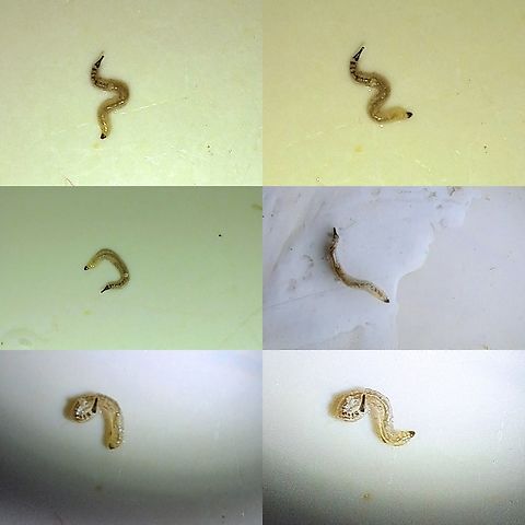 Psychoda alternata  Diptera,Geotagged,Larvae,Psychoda alternata,United States,drain fly,trickle filter fly