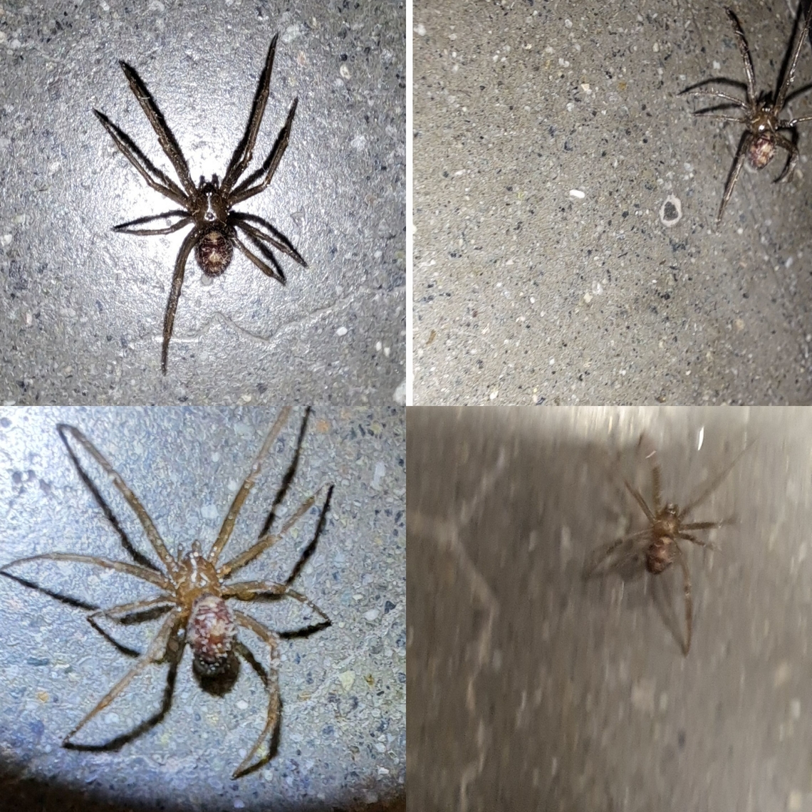 Triangulate cobweb spider  Geotagged,Male,Steatoda triangulosa,Triangulate cobweb spider,United States,arachnid