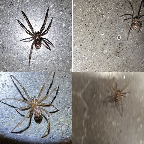 Triangulate cobweb spider  Geotagged,Male,Steatoda triangulosa,Triangulate cobweb spider,United States,arachnid