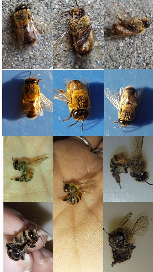 Drone and worker honey bees Female with stinger.<br />
Male tongue out Albert Einstein.<br />
Deceased. Apis mellifera,Drone,Geotagged,United States,Western honey bee,Western honey bee(Apis mellifera),bee,female,male,worker