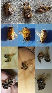 Drone and worker honey bees Female with stinger.
Male tongue out Albert Einstein.
Deceased. Apis mellifera,Drone,Geotagged,United States,Western honey bee,Western honey bee(Apis mellifera),bee,female,male,worker