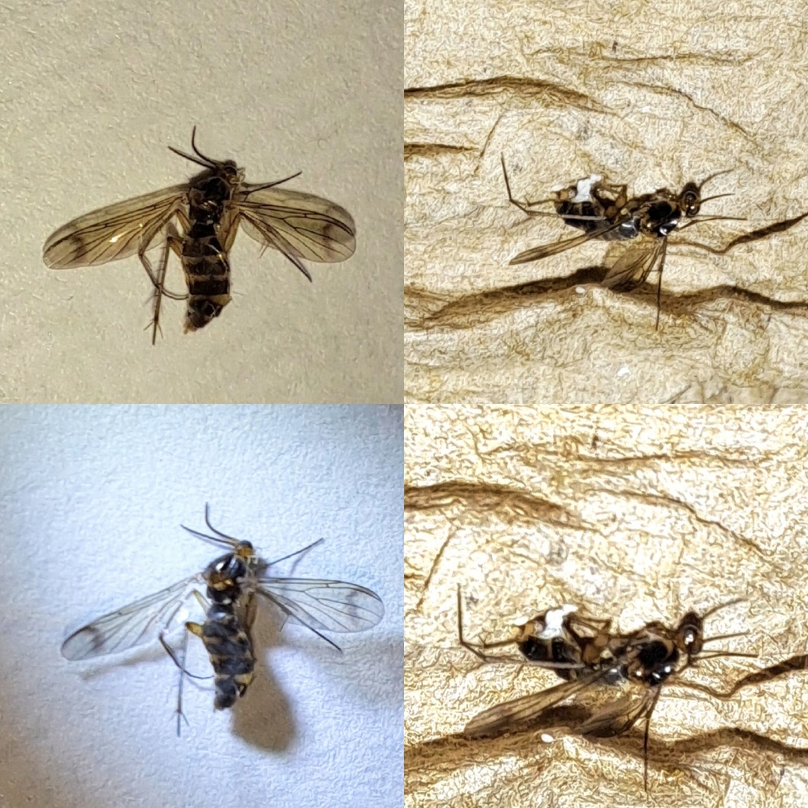 Fungus gnat I literally found it on my phone.  I killed it because I thought it was a mosquito.  You can never be too careful.  Anisopodidae,Geotagged,Sciaridae,United States,female,fungus gnat
