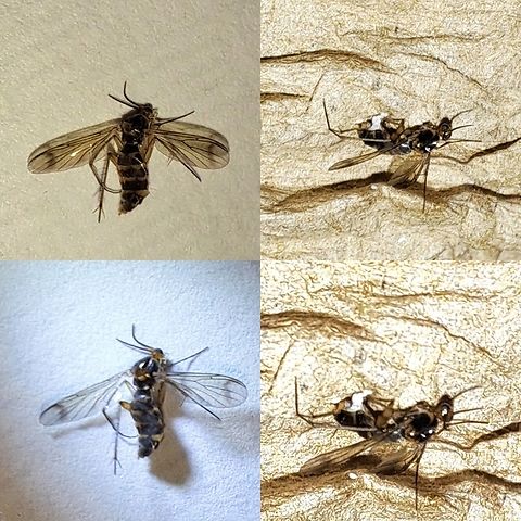 Fungus gnat I literally found it on my phone.  I killed it because I thought it was a mosquito.  You can never be too careful.  Anisopodidae,Geotagged,Sciaridae,United States,female,fungus gnat