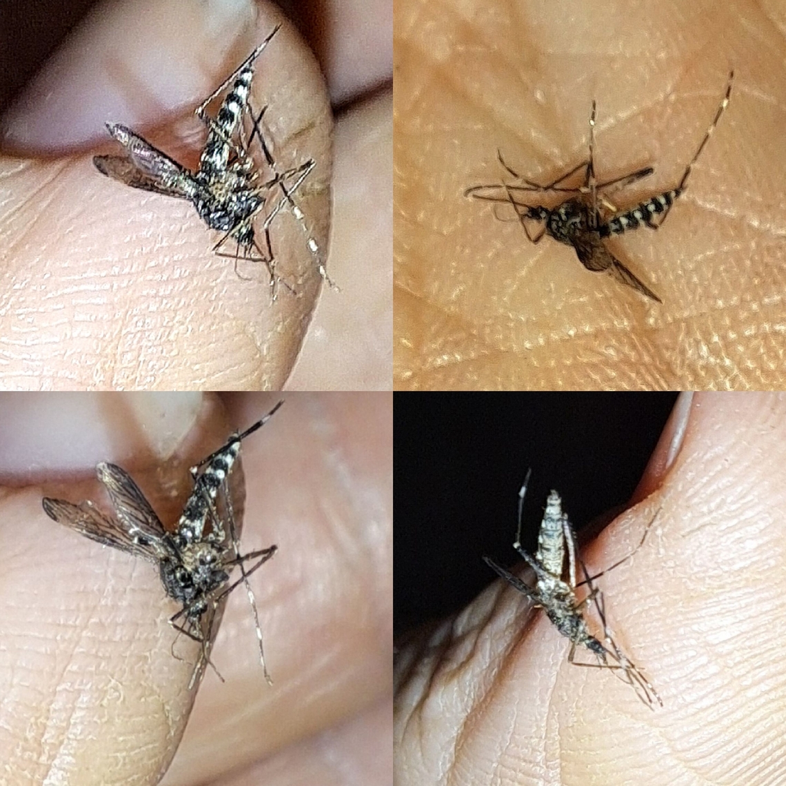 Asian tiger mosquito  Aedes,Aedes albopictus,Asian tiger mosquito,Culicidae,Geotagged,United States