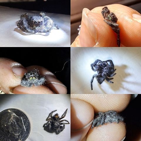 He's cute He passed on. I found him at work. Not sure how he died. Maybe the cat.  Araneae,Bold Jumping Spider,Daring jumping spider,Geotagged,Phidippus audax,Salticidae,United States,bold jumping spider