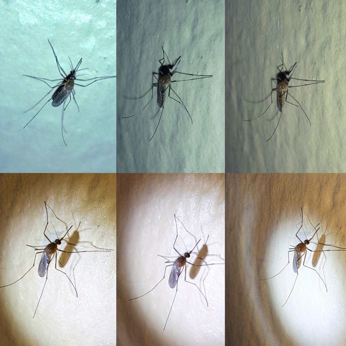 Mosquito season  Aedes vexans,Culicidae,Elateridae,Geotagged,Inland Floodwater Mosquito,United States