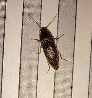 Hanging around  Spring,United States,click beetle