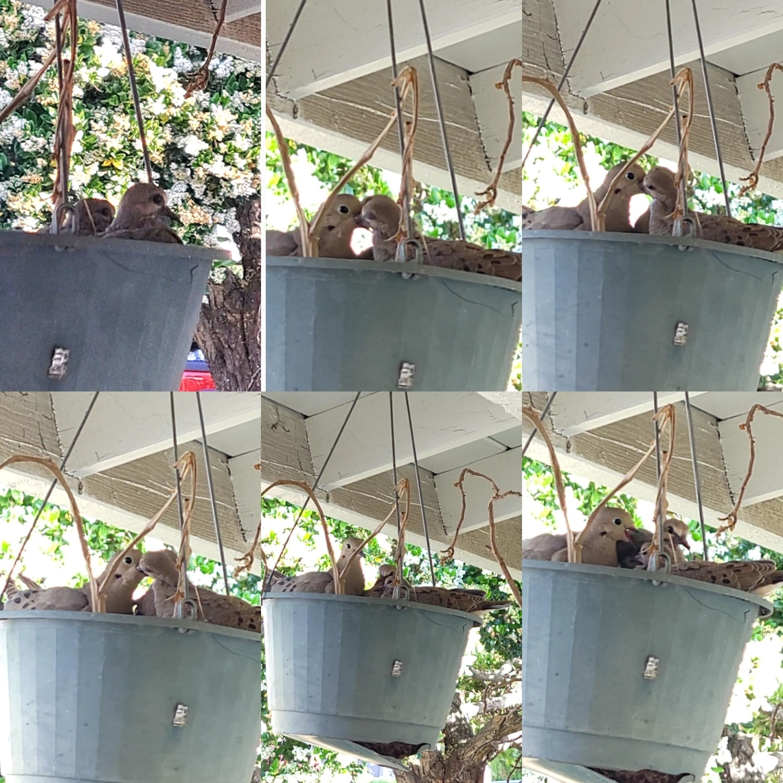 They might be the same doves Last year,the babies were taken by a hawk according to the roommate.  This time the neighbor's cat almost killed it. I saved it. They just left the nest. You'd think those doves remembered the cat. Aves,Chicks,Columbidae,Columbiformes,Geotagged,Mourning Dove,Mourning dove,United States,Zenaida,Zenaida macroura