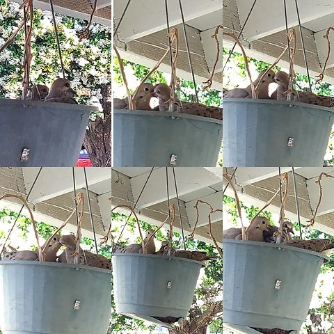 They might be the same doves Last year,the babies were taken by a hawk according to the roommate.  This time the neighbor's cat almost killed it. I saved it. They just left the nest. You'd think those doves remembered the cat. Aves,Chicks,Columbidae,Columbiformes,Geotagged,Mourning Dove,Mourning dove,United States,Zenaida,Zenaida macroura