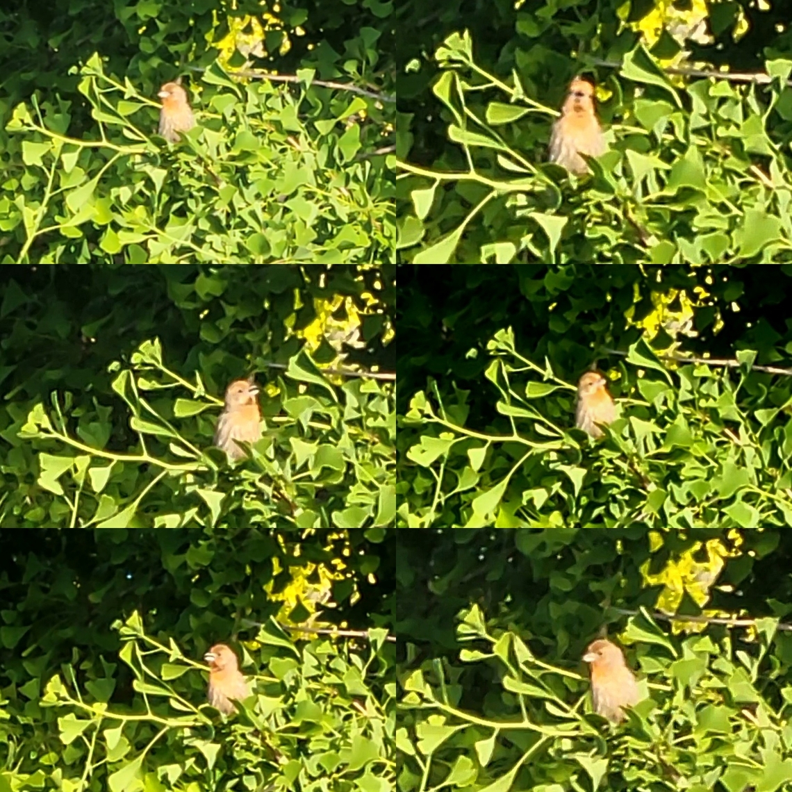 House finch on a ginkgo  Fringillidae,Geotagged,Ginkgo biloba,Haemorhous mexicanus,House Finch,United States,house finch