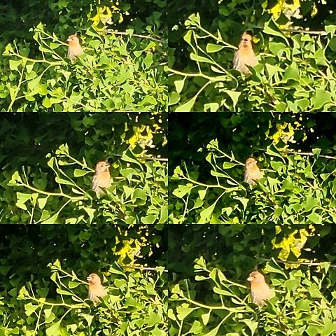 House finch on a ginkgo  Fringillidae,Geotagged,Ginkgo biloba,Haemorhous mexicanus,House Finch,United States,house finch