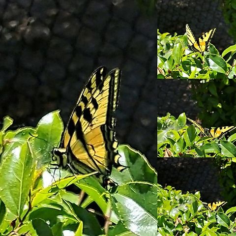 Western tiger swallowtail  Geotagged,Papilio rutulus,United States,Western Tiger Swallowtail,Western tiger swallowtail