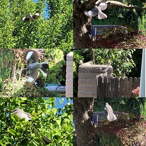 Mimus polyglottos Bottom right picture is an optical illusion.  It's in mid air and not perched. They were after a tomcat.  Chordata,Female,Geotagged,Mimus polyglottos,Northern Mockingbird,Northern mockingbird,United States,male,mimidae