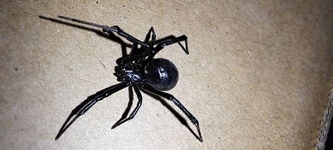 Western black widow  Geotagged,Latrodectus hesperus,Spring,United States,Western black widow spider