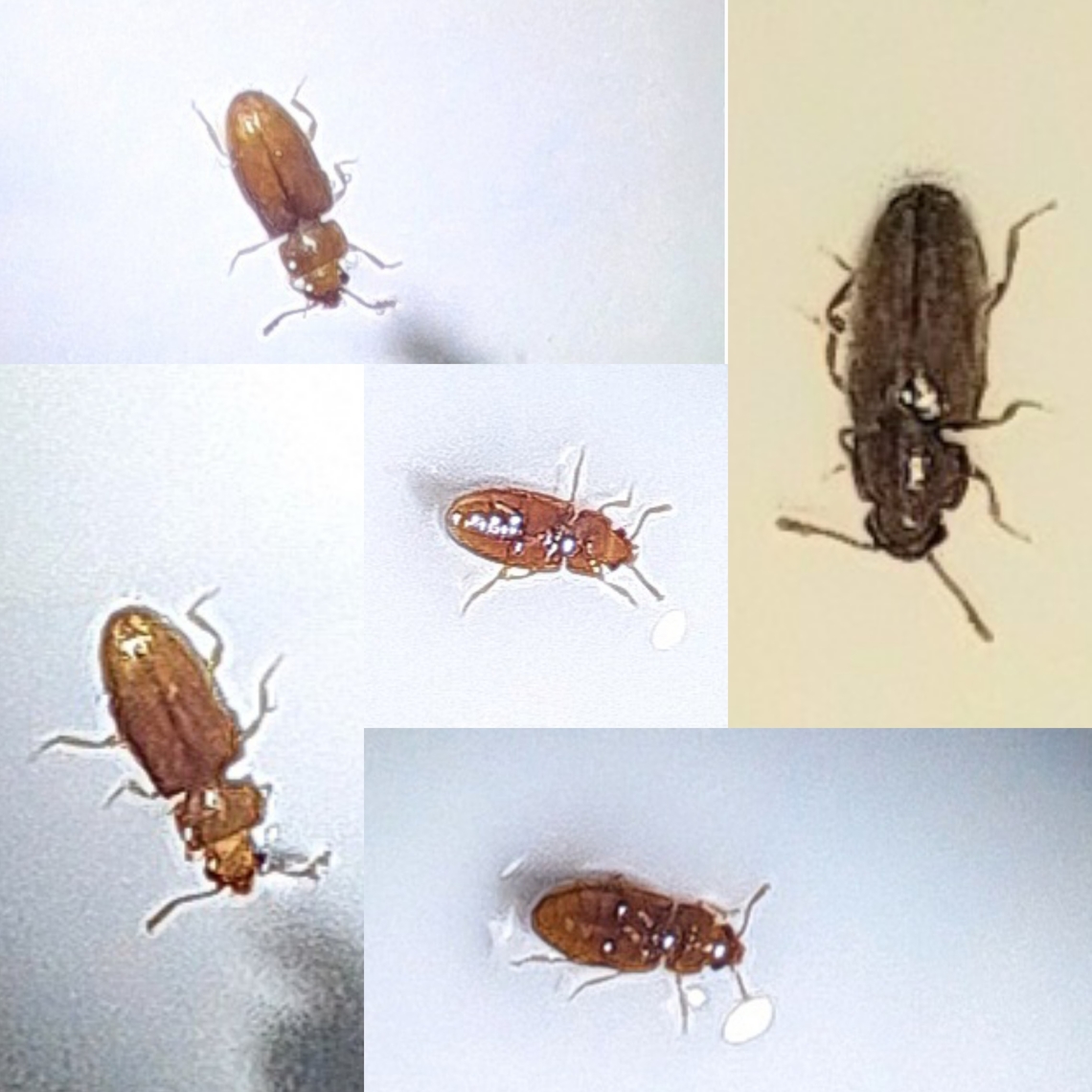 Foreign Grain Beetle Not a 100% sure. I don't have a microscope so I cannot pick up on the nuisances. Found it in the bathroom sink. 3mm I guess. Ahasverus,Ahasverus Advena,Cucujoidea,Foreign Grain Beetle,Geotagged,United States